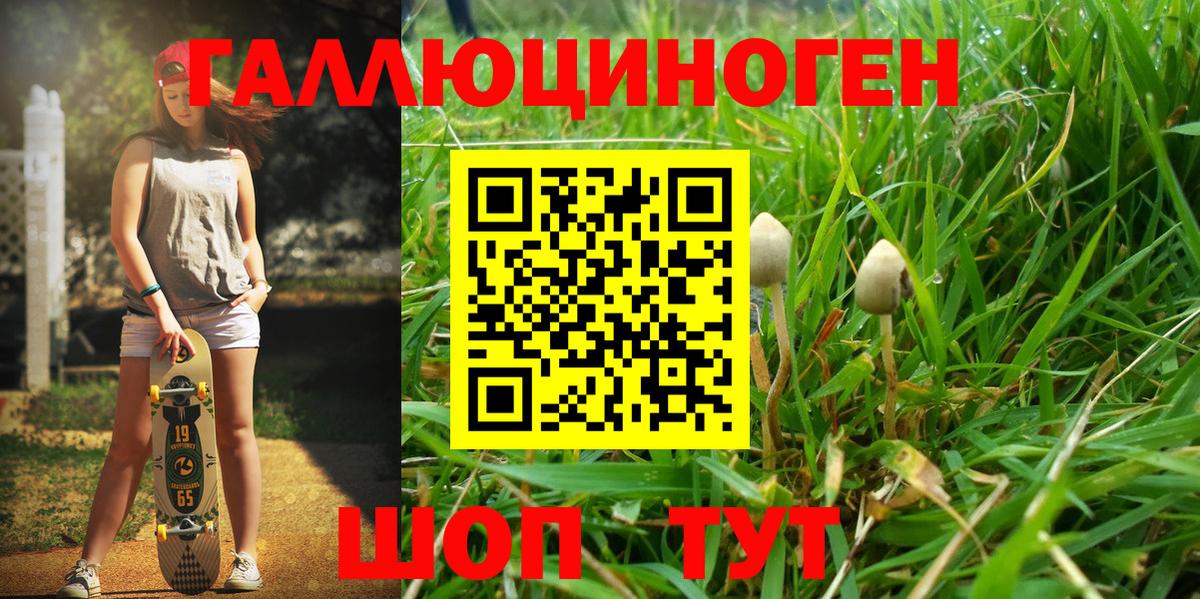 где найти наркотики  Вичуга  Галлюциногенные грибы Psilocybine cubensis 